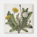 Search for dandelion magnets Botanical