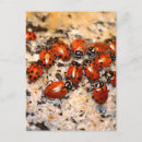 Search for ladybug postcards Insect