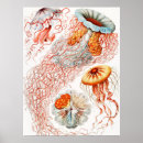 Search for vintage biology posters Ernst haeckel