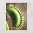 Search for traps postcards Plants