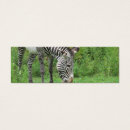Search for grevy Animal