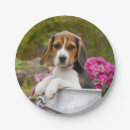 Search for beagle plates Cute