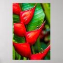 Search for heliconia posters Tropical