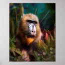 Search for mandrill posters Baboons