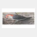 Search for bellis stickers Woodpecker