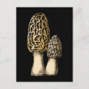 Search for morels postcards Mushroom
