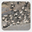 Search for wildebeest stickers Kenya
