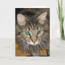 Search for maine coon cat birthday cards Animal
