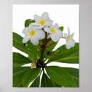 Search for frangipani art White
