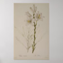 Search for lilium posters Botany