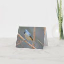 Search for bush christmas cards Bird