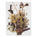 Search for mockingbird art Audubon
