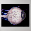 Search for blood vessels posters Medical