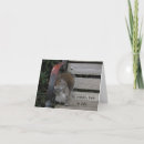 Search for squirrel note cards Photography