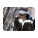 Search for bobcat magnets Animals