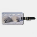 Search for phoca Fur