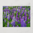 Search for inger postcards Green