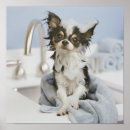 Search for baby bath posters Dog