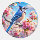 Search for blue jay stickers Animal