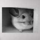 Search for chinchilla posters Rodent