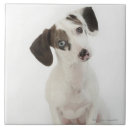 Search for dachshund tiles Animals