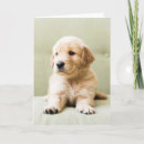 Search for lying down cards Puppy