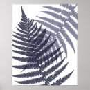 Search for fern leaves posters Palm