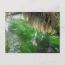Search for rain forest postcards Olympic