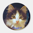 Search for leg magnets Cat
