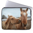 Search for foal cases Pony