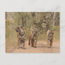 Search for bengals postcards National park