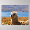 Search for alpaca posters Nature