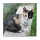 Search for cat tiles Funny
