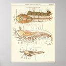Search for crustacean art Lobster