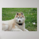 Search for husky photography Alaskan malamute