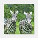 Search for zebra magnets Wild animals