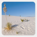 Search for yucca stickers Bernard