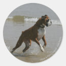 Search for water dog stickers Sea
