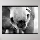 Search for noses photography Horse