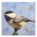 Search for chickadee art Animal