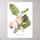 Search for magnolia posters Botany