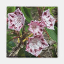 Search for laurel magnets Rustic