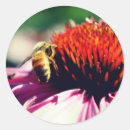 Search for echinacea stickers Floral