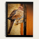 Search for dozing Animal