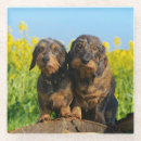 Search for dachshund coasters Weiner