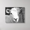 Search for black lamb art Cute