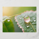 Search for dewdrops postcards Leaf