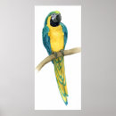 Search for macaws posters Tropical