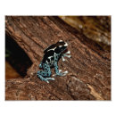Search for poison photography Frog