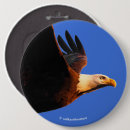 Search for bald eagles badges Raptor
